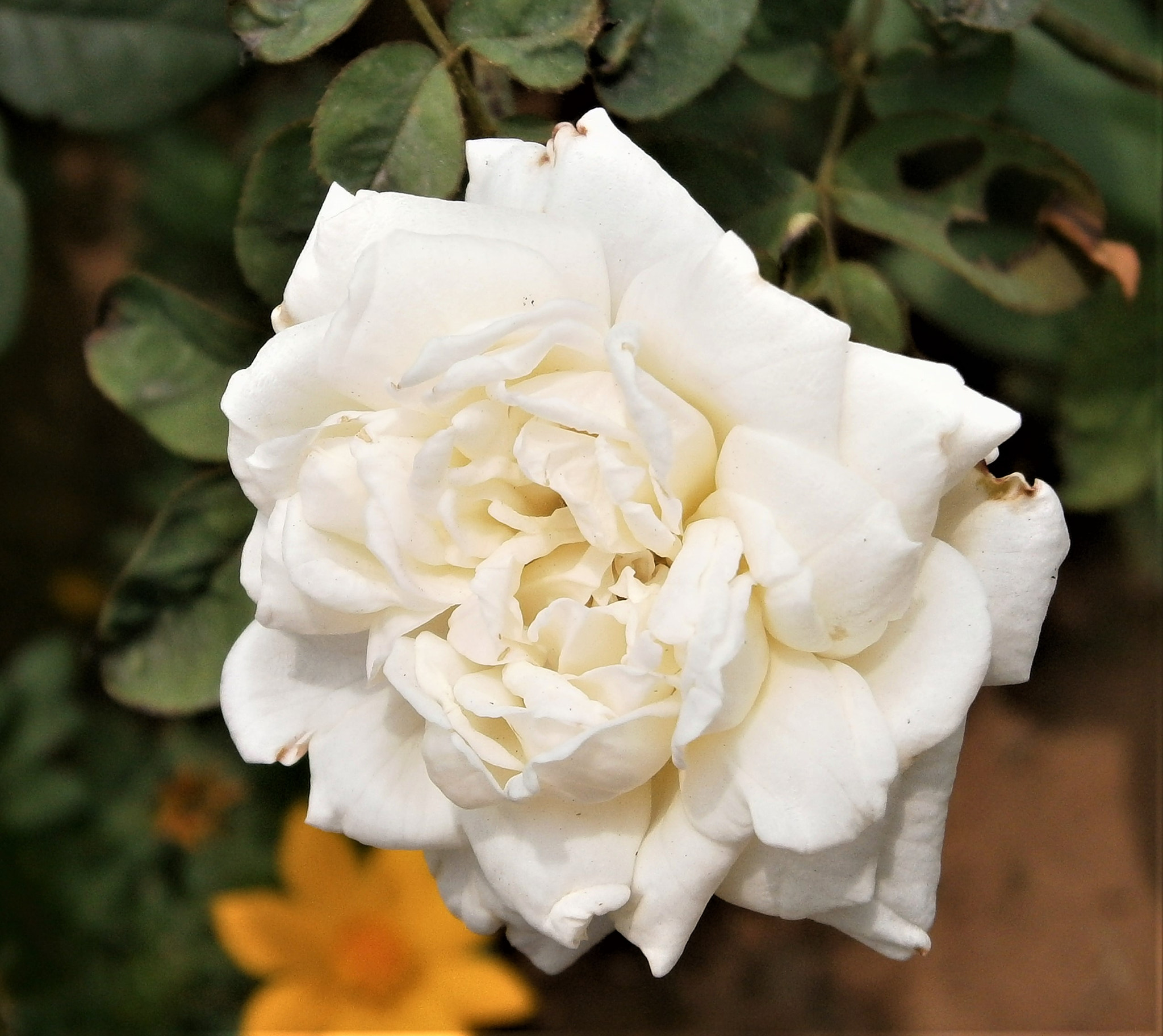 Olympus VG120,D705 sample photo. White rose photography