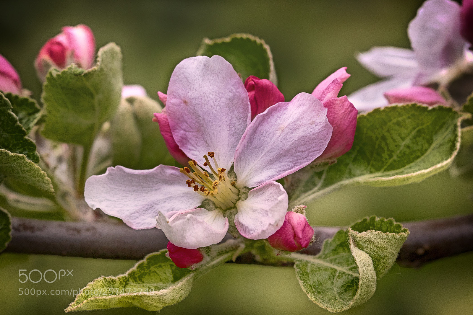 Canon EOS 7D Mark II sample photo. Apple blossoms photography