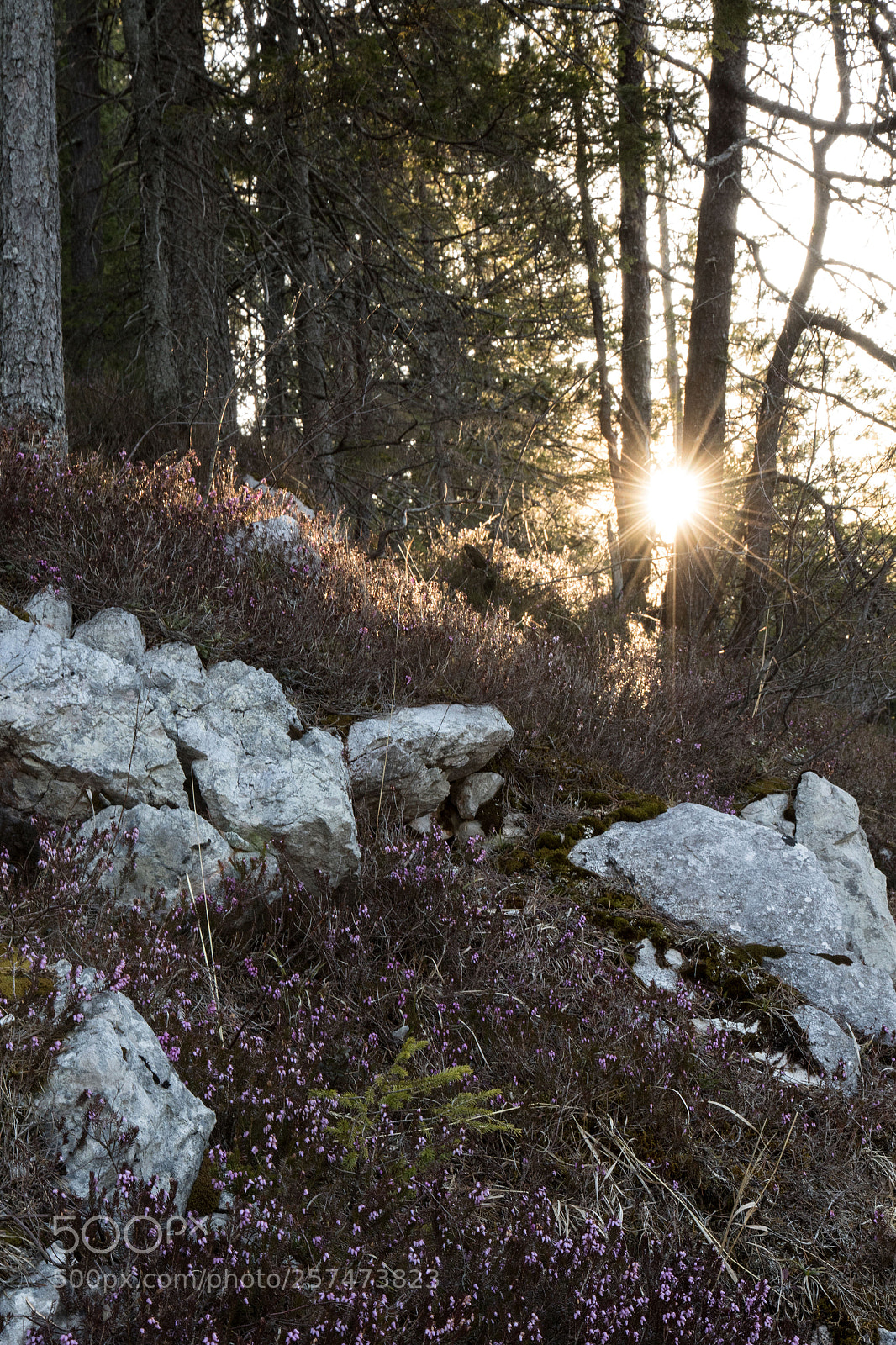 Canon EOS 7D Mark II sample photo. Eibsee iii photography