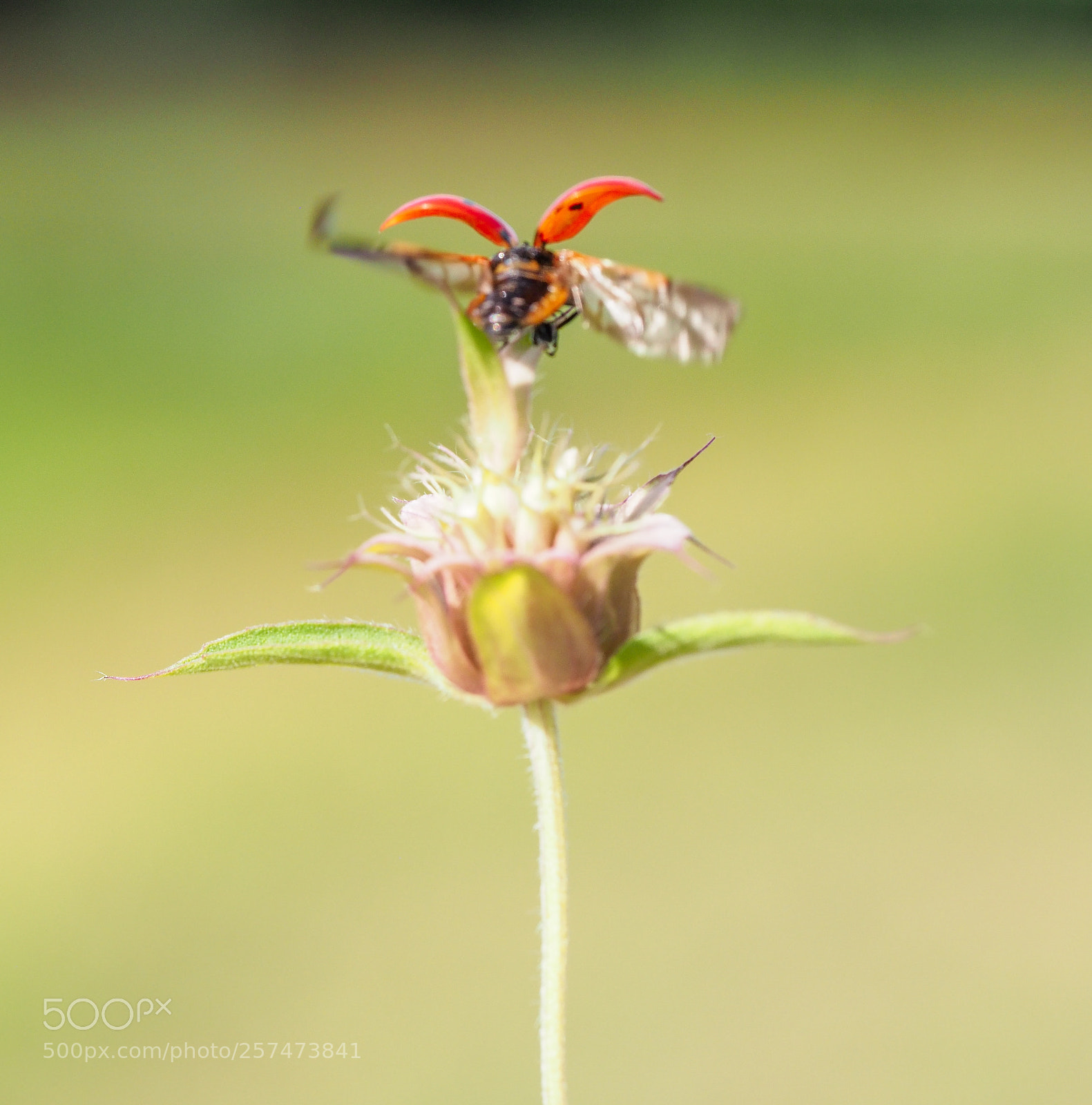 Olympus OM-D E-M1 Mark II sample photo. Ladybug photography