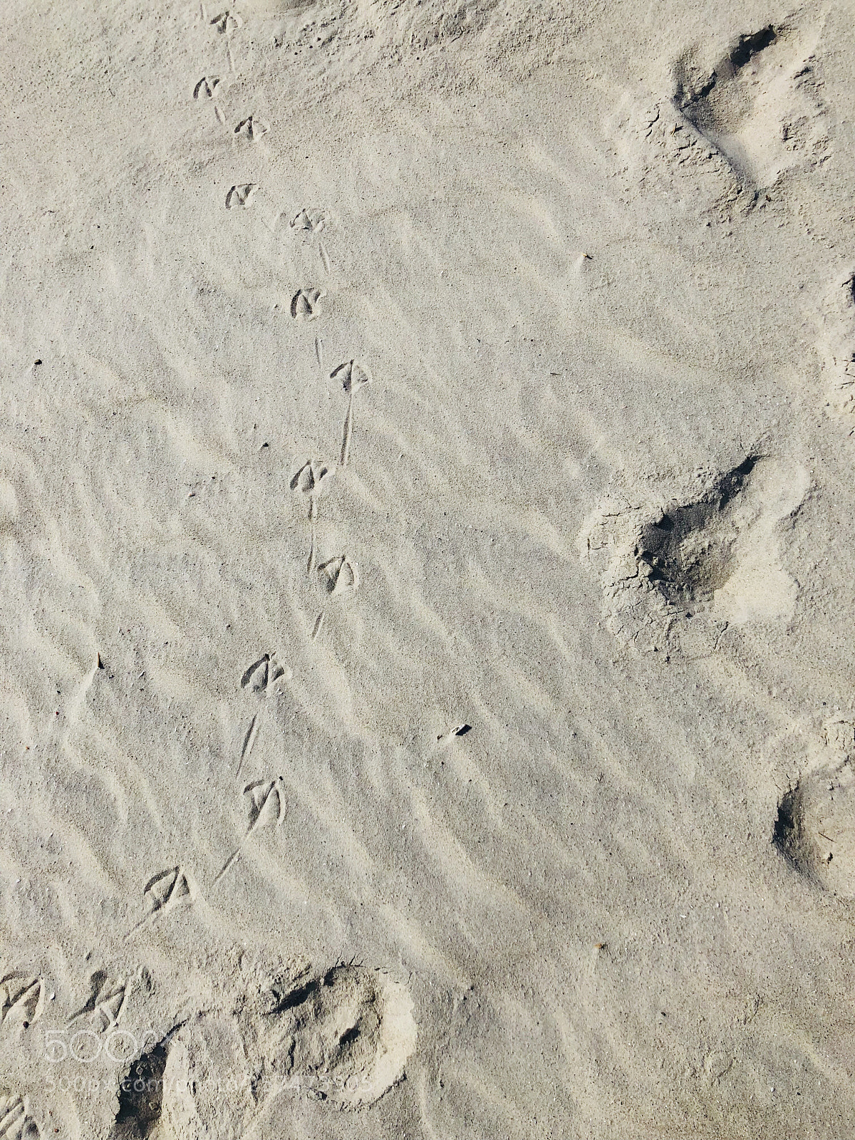 Apple iPhone X sample photo. Footprints  photography