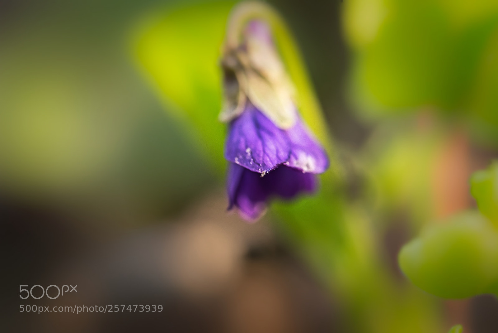 Nikon D750 sample photo. Spring 3 photography