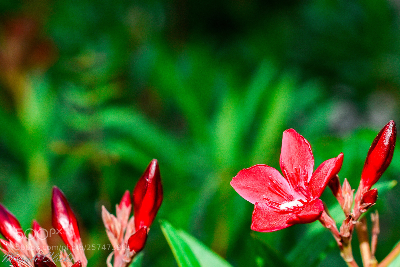 Nikon D7200 sample photo. Untitled photography