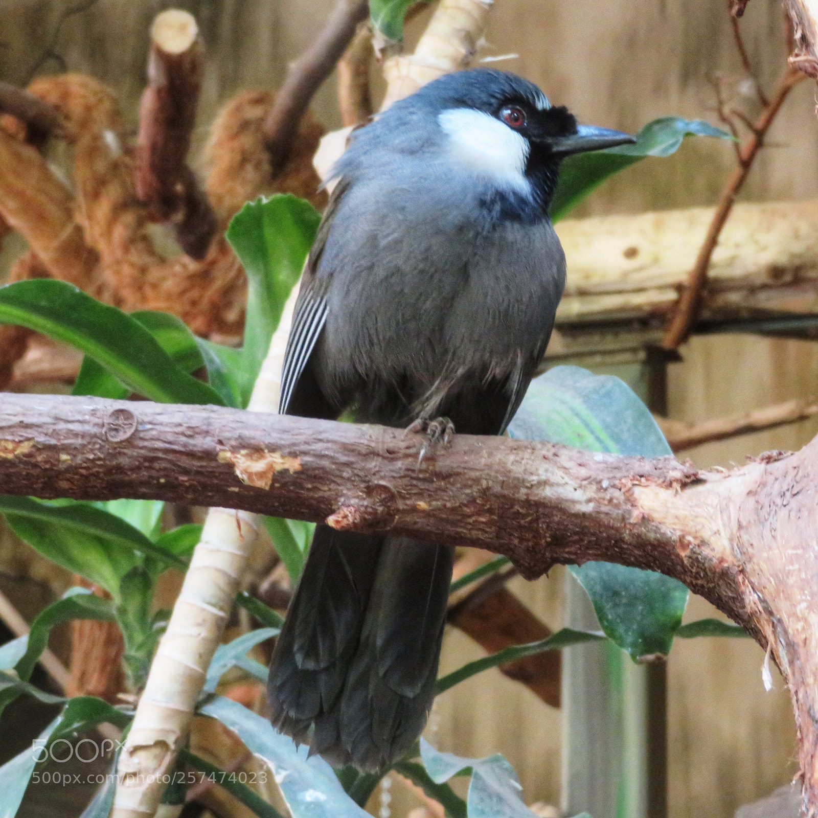 Canon PowerShot SX720 HS sample photo. Black-throated laughingthrush photography