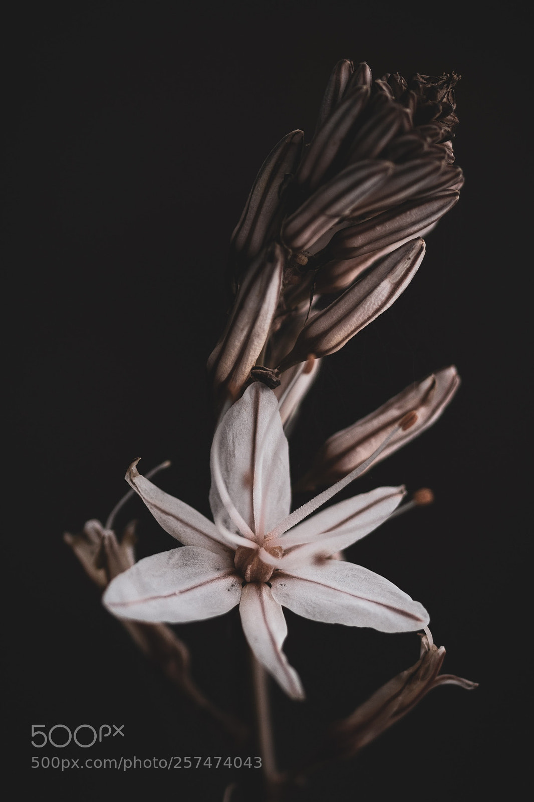Canon EOS 7D Mark II sample photo. Flower photography
