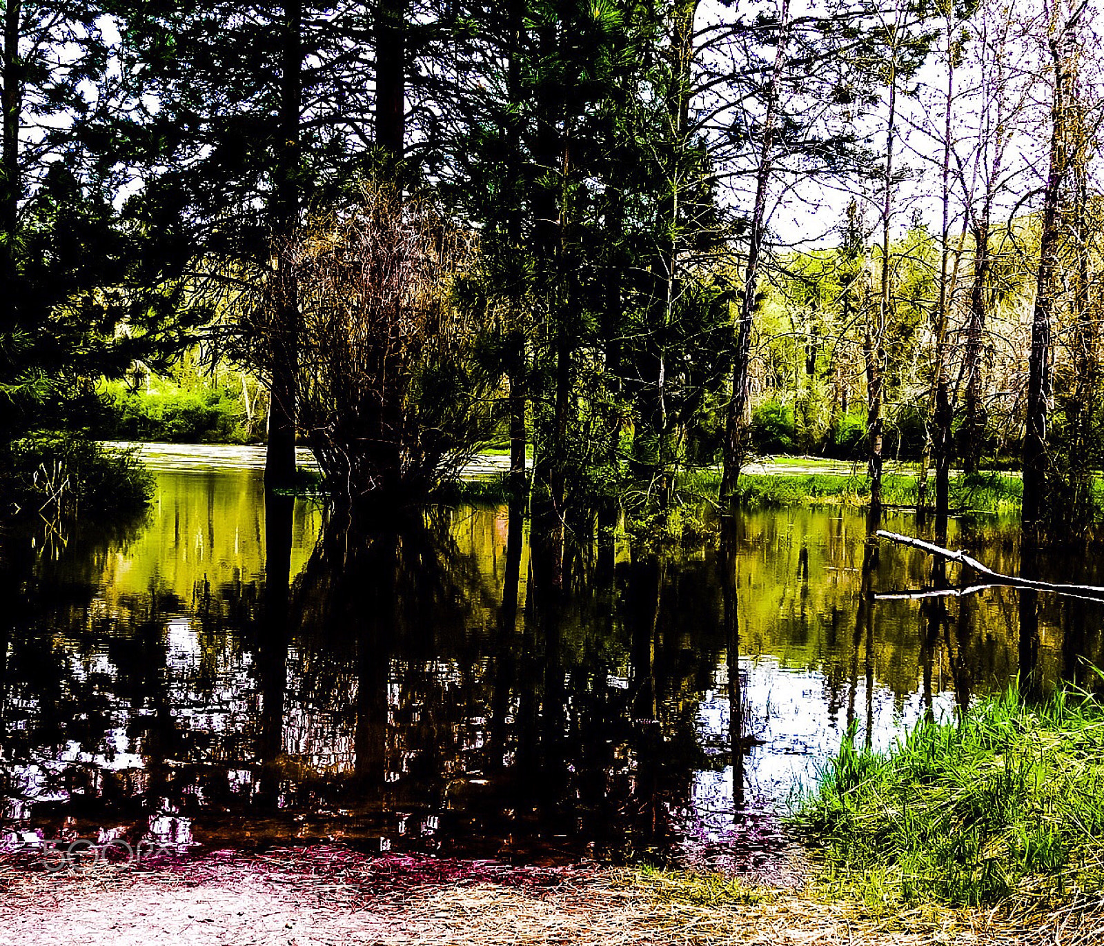 Nikon Coolpix P900 sample photo. Translucent reflections  photography
