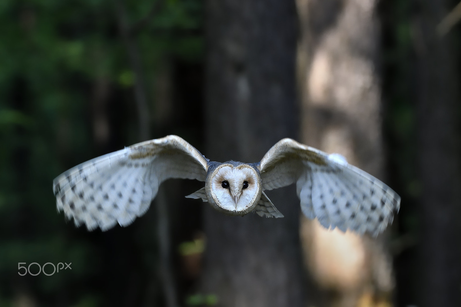Nikon AF-S Nikkor 200-500mm F5.6E ED VR sample photo. Tyto alba photography