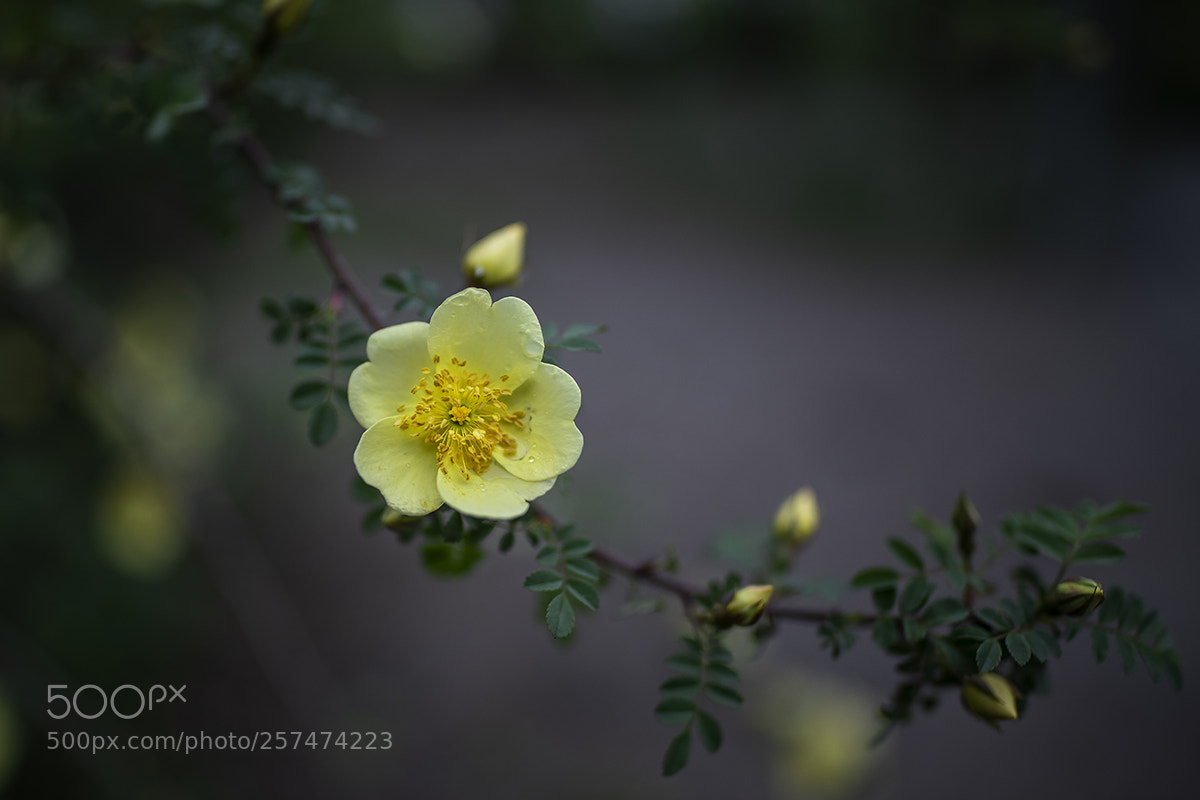 Nikon D850 sample photo. 小花 photography