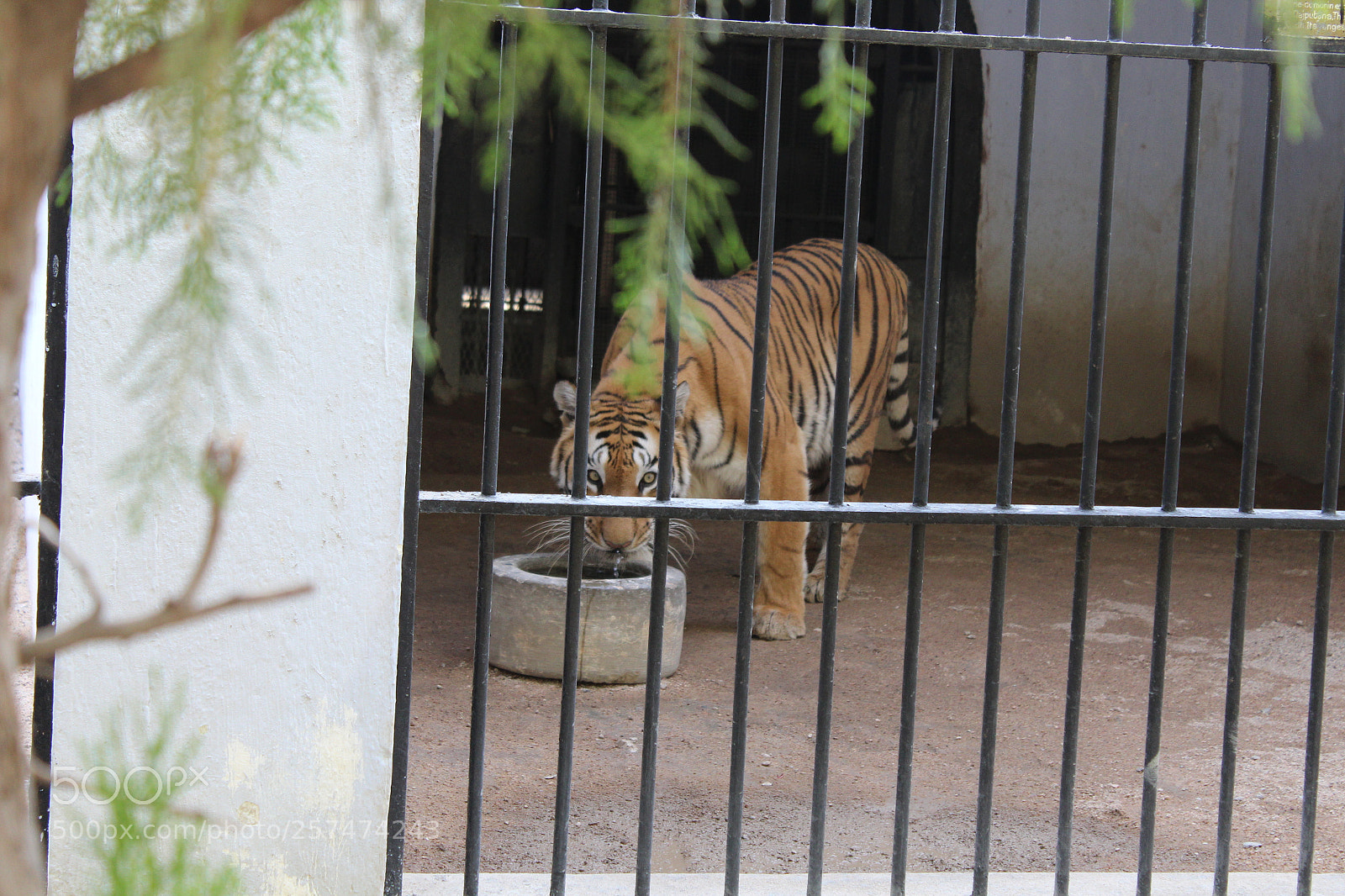 Canon EOS 1300D (EOS Rebel T6 / EOS Kiss X80) sample photo. Thirsty tiger photography