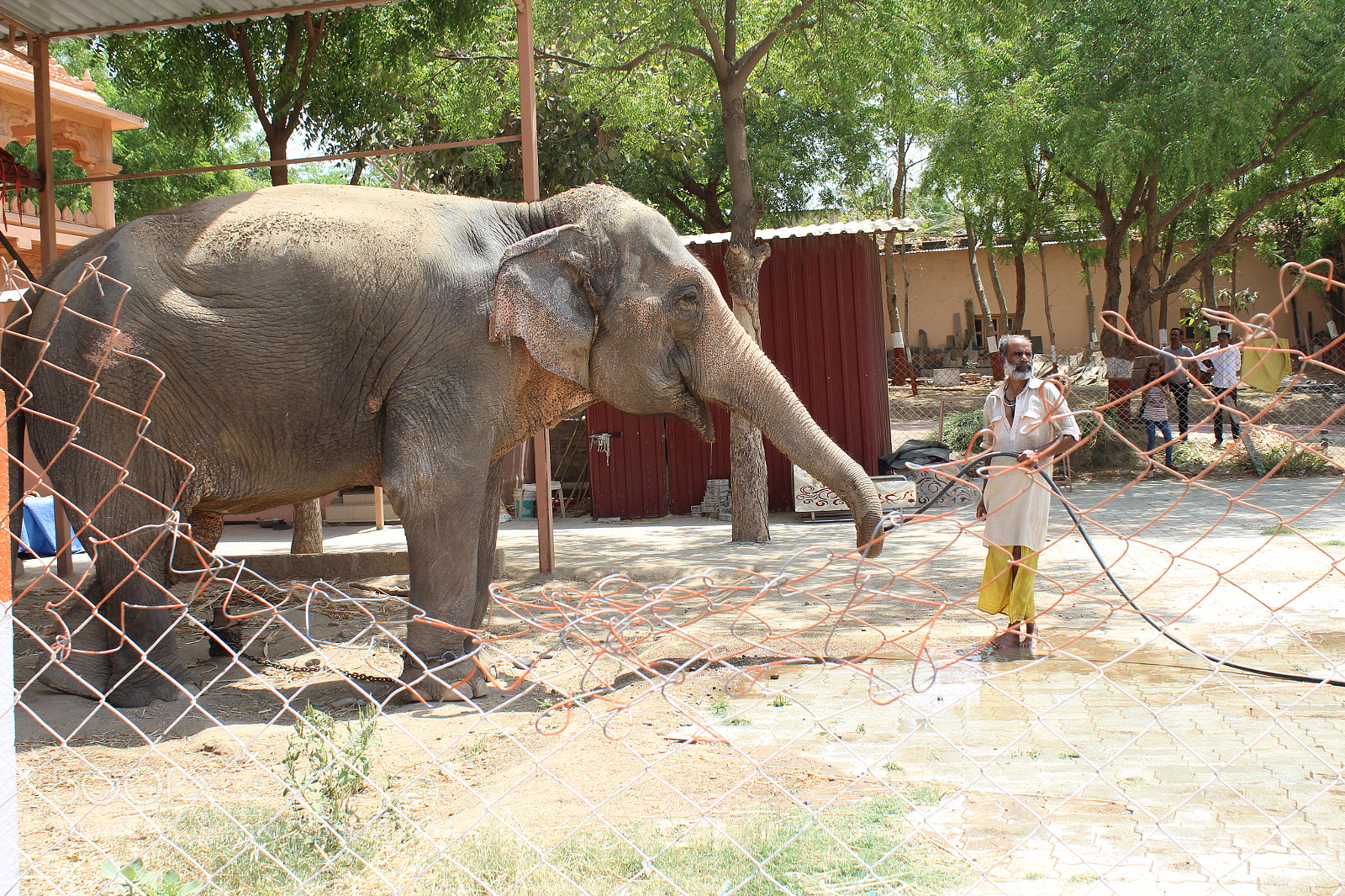 Canon EOS 1300D (EOS Rebel T6 / EOS Kiss X80) sample photo. Thirsty elephant photography