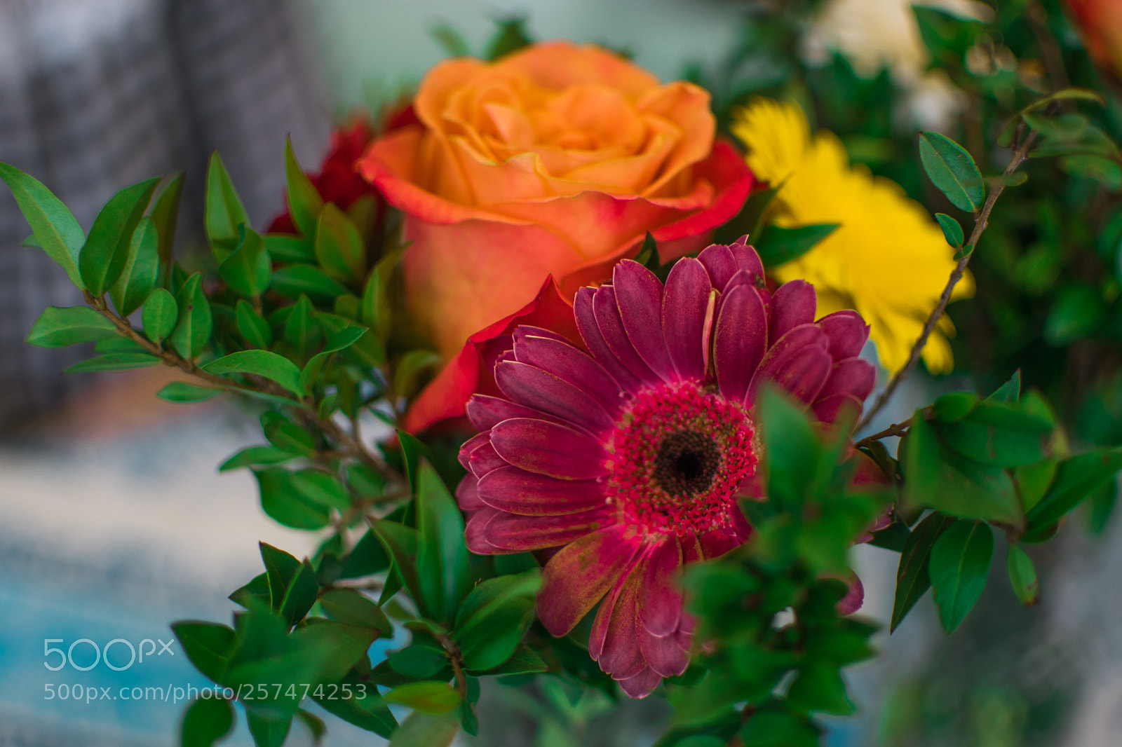 Nikon D5500 sample photo. Fausses jumelles photography