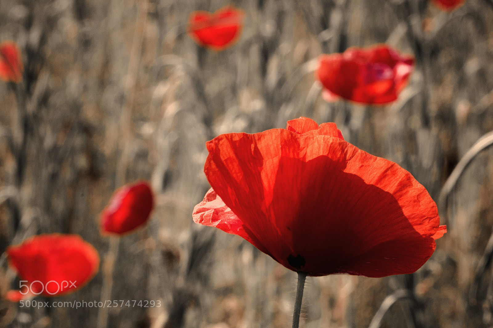 Canon EOS 650D (EOS Rebel T4i / EOS Kiss X6i) sample photo. Poppy field photography