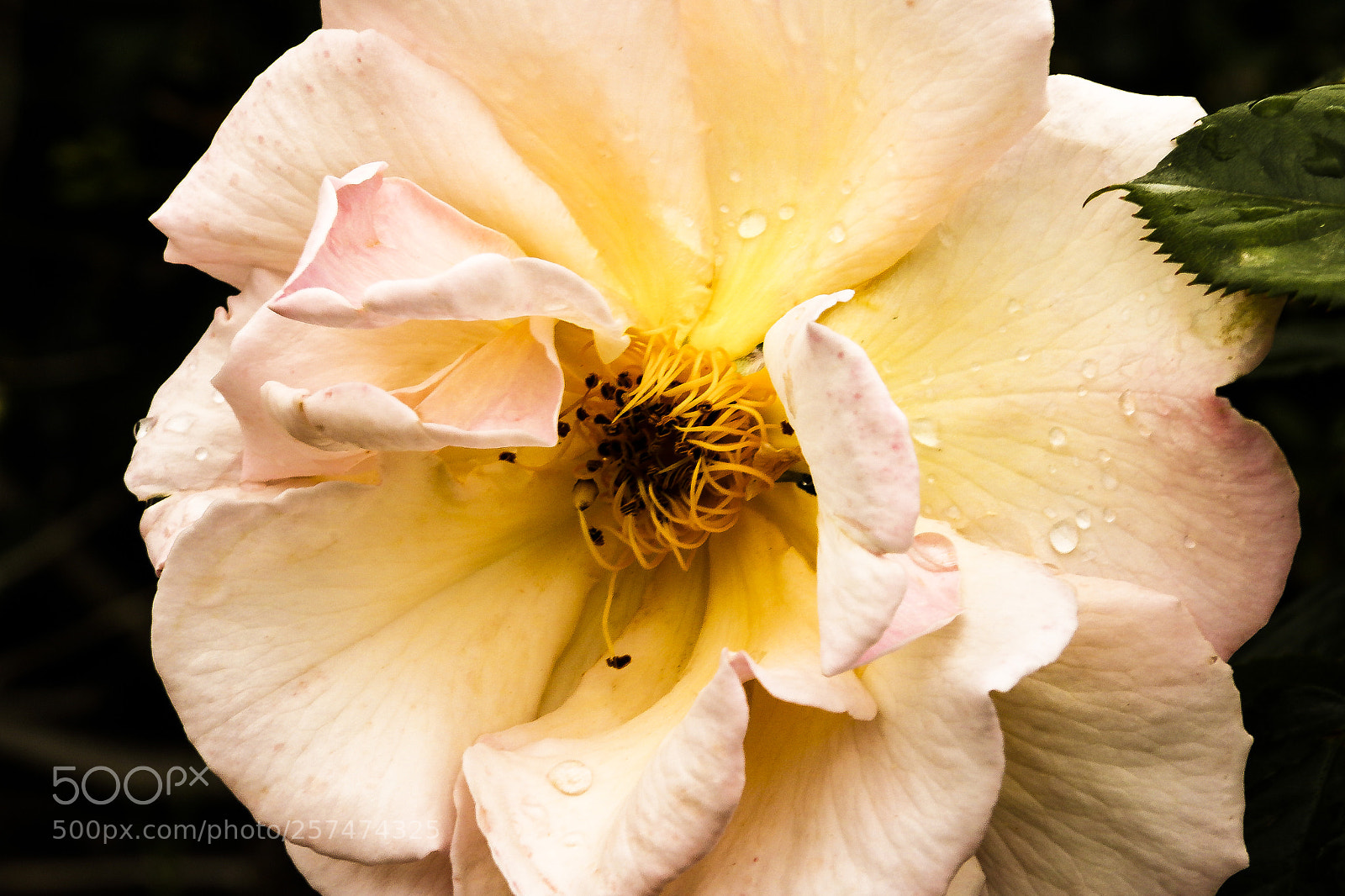 Canon EOS 7D Mark II sample photo. Rosa de primavera photography