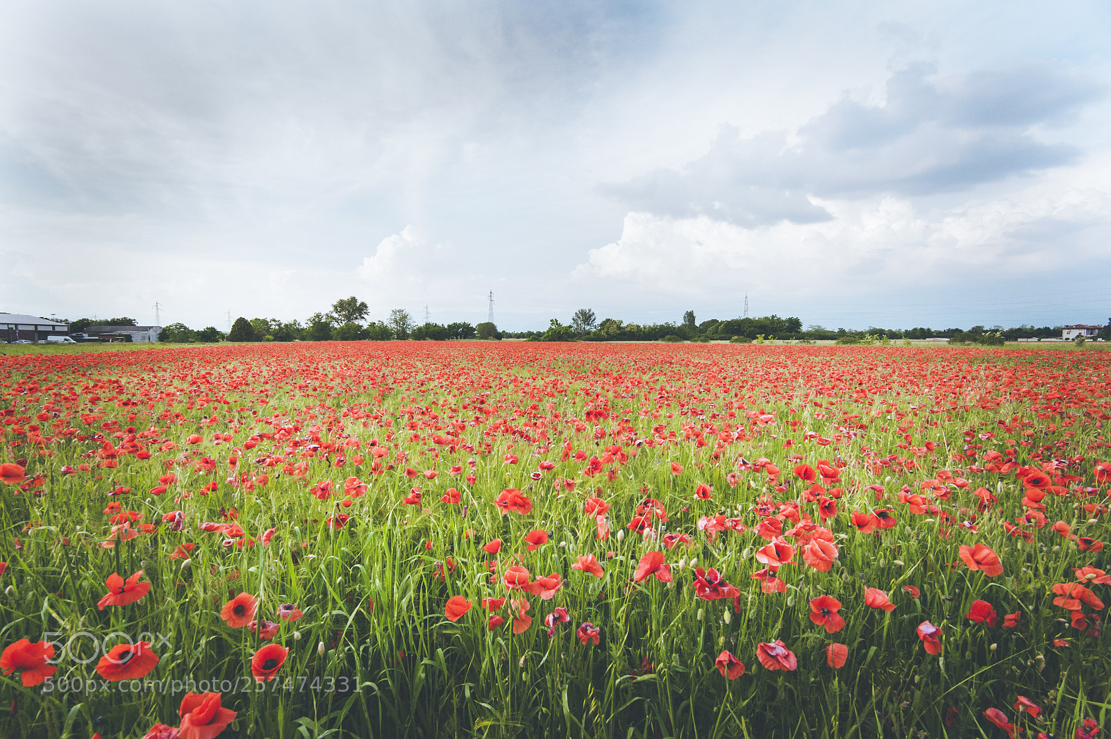 Nikon D700 sample photo. May poppies field photography