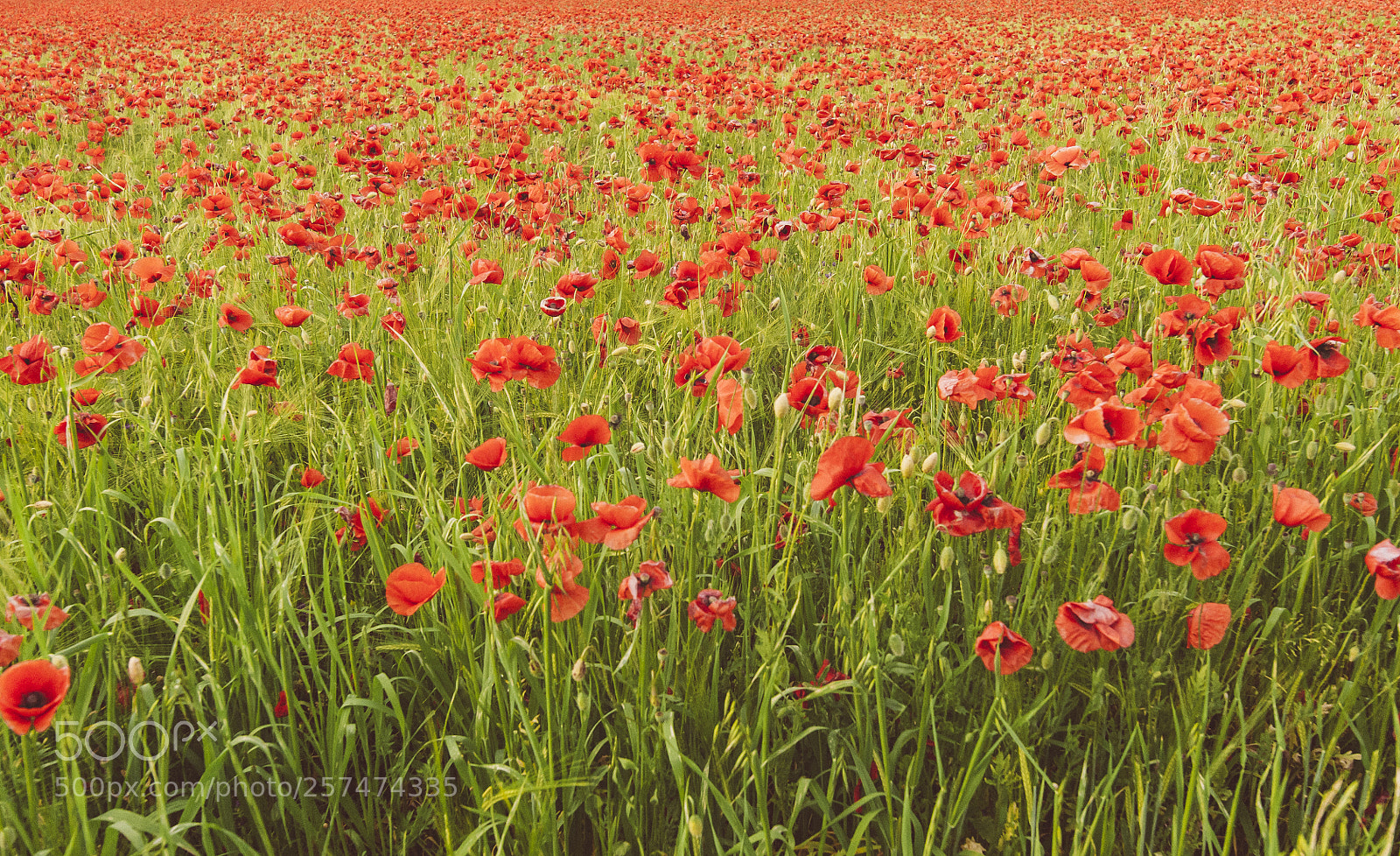 Nikon D700 sample photo. May poppies field photography