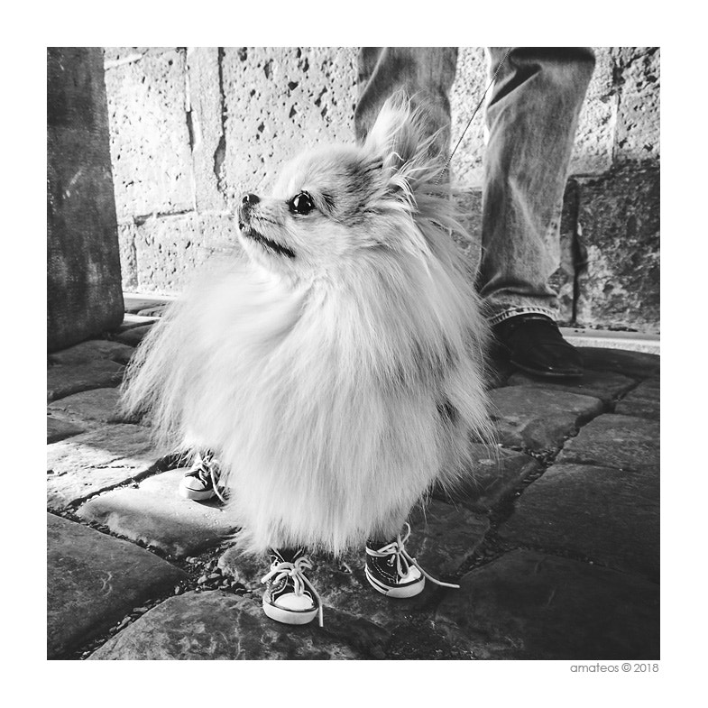 Fujifilm X20 sample photo. Fashiong dog... photography