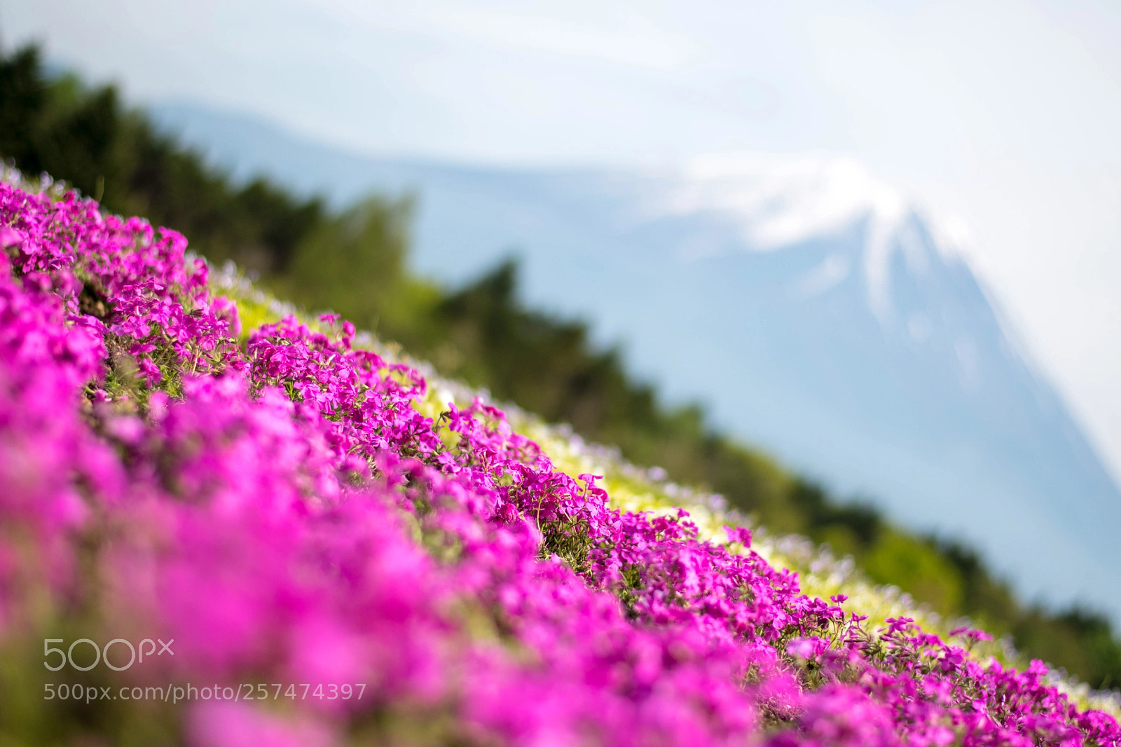 Nikon D7500 sample photo. Moss phlox photography