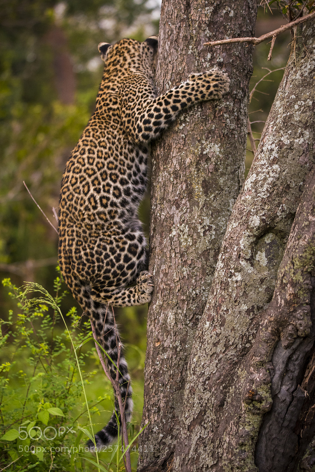 Nikon D750 sample photo. Leopard.... photography