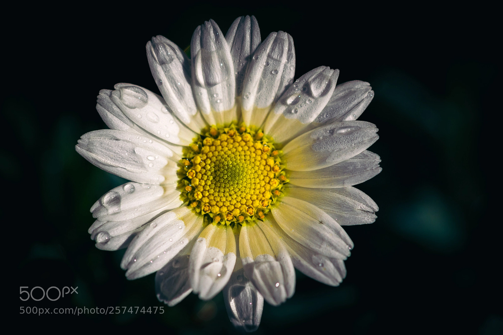 Canon EOS 7D Mark II sample photo. Daisy photography