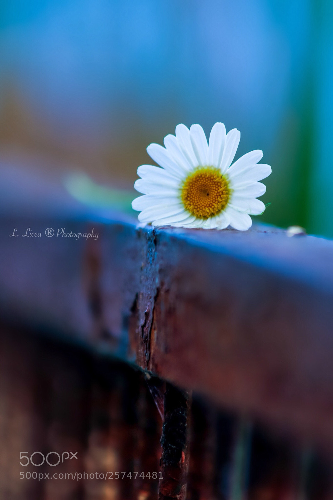 Canon EOS 6D Mark II sample photo. Caress of light 57 photography