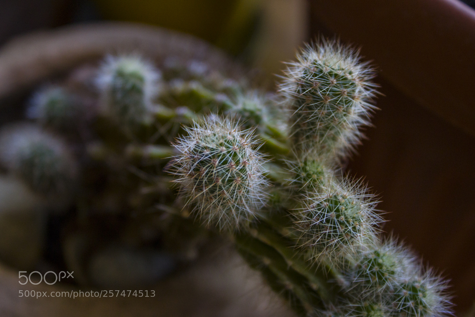 Canon EOS 500D (EOS Rebel T1i / EOS Kiss X3) sample photo. Cactus photography