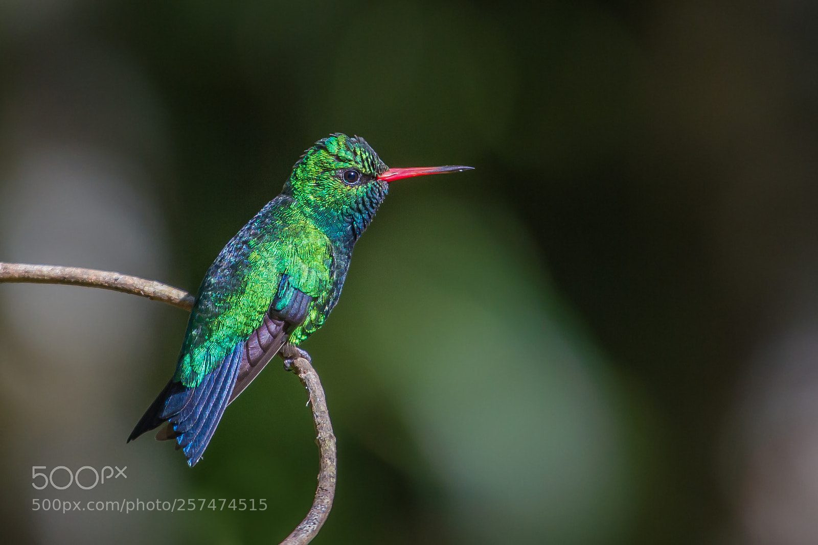 Canon EOS 7D sample photo. Glittering-bellied emerald photography