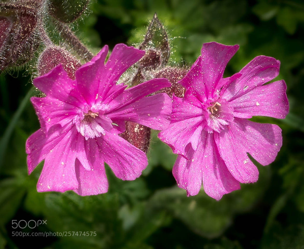 Canon EOS 700D (EOS Rebel T5i / EOS Kiss X7i) sample photo. Rote lichtnelke photography