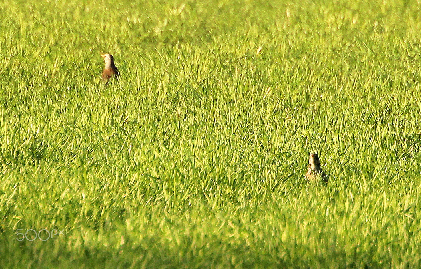 Canon EF 70-300mm F4.5-5.6 DO IS USM sample photo. The thrushes in green. photography