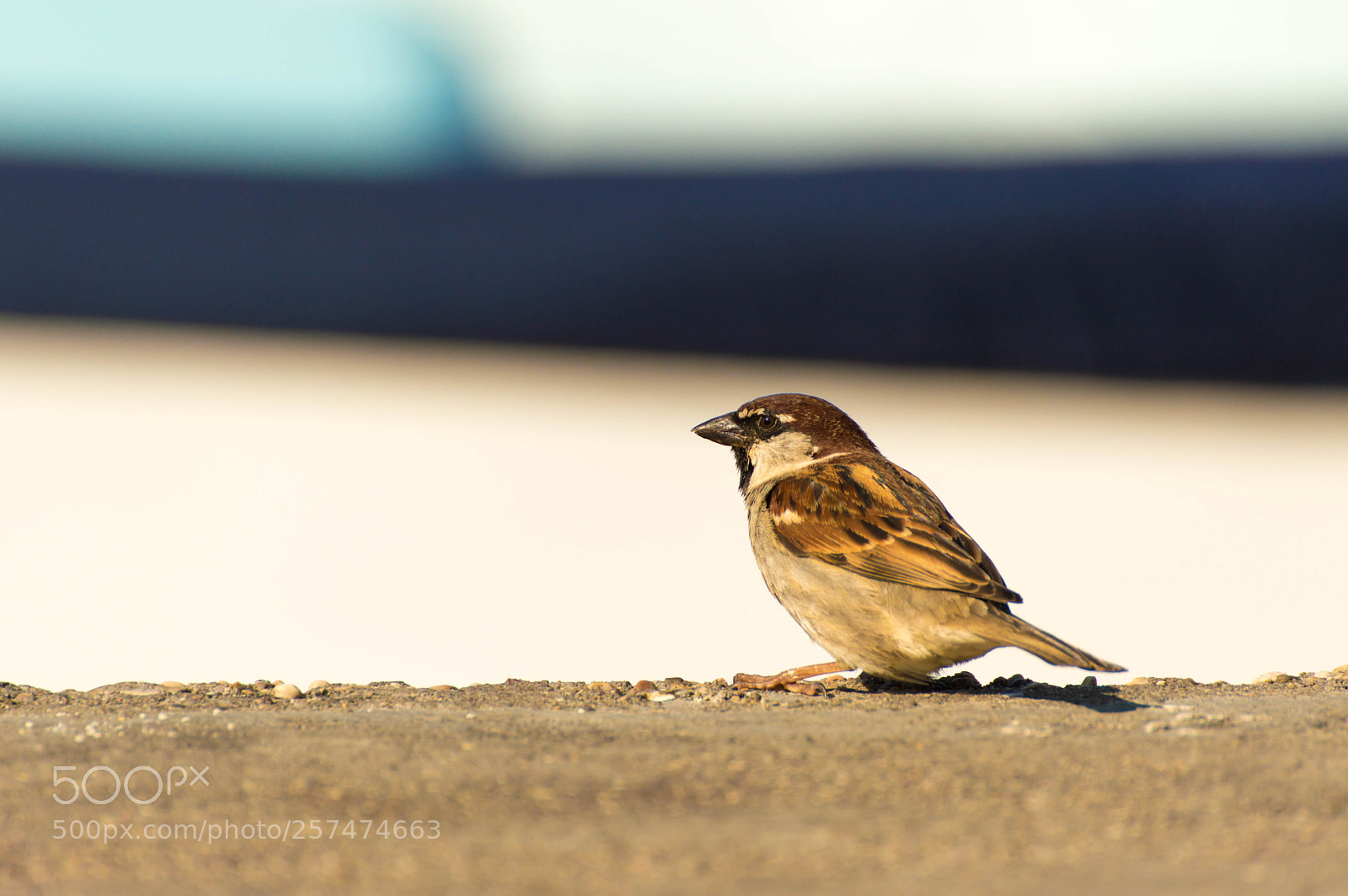 Nikon D3200 sample photo. Bird photography
