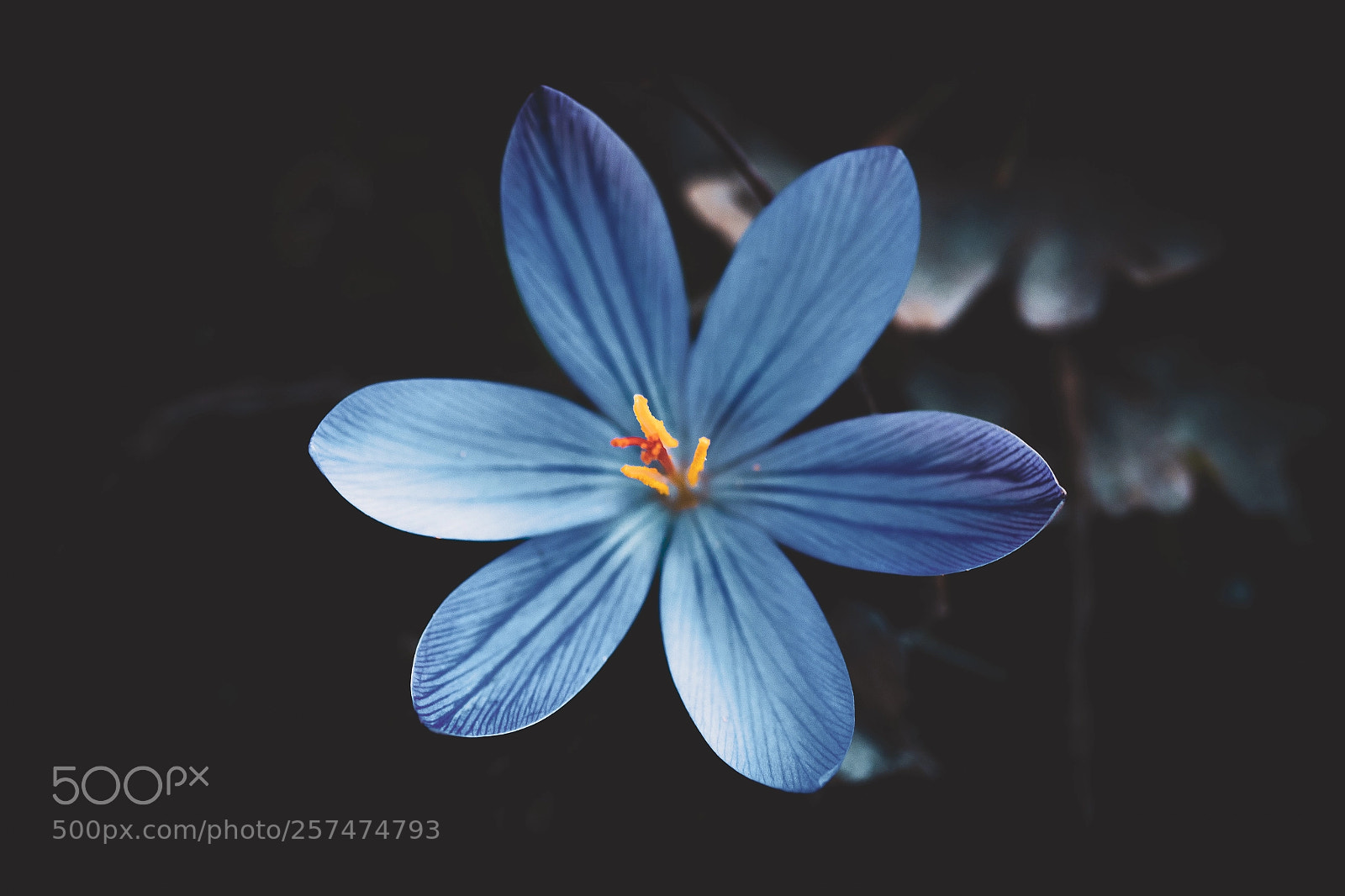 Canon EOS 7D Mark II sample photo. Wildflower photography
