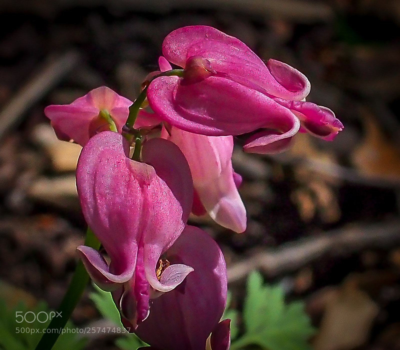Olympus OM-D E-M5 sample photo. Bleeding hearts 2 photography