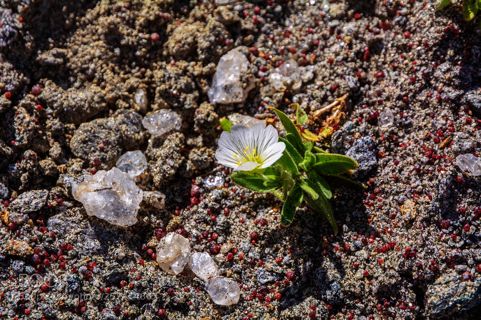 Nikon D5200 sample photo. Mountain treasure photography