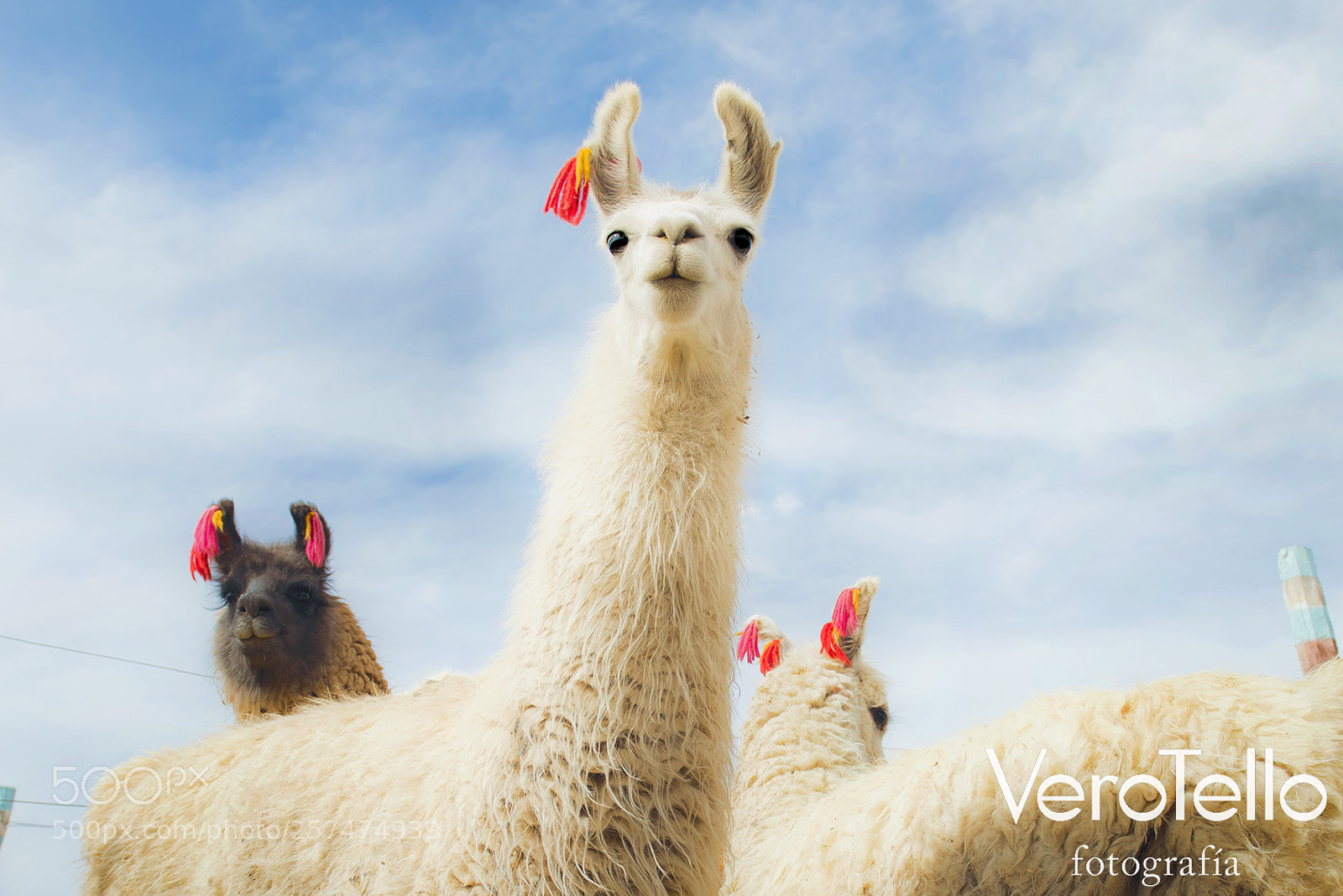 Nikon D610 sample photo. Ashka llama photography