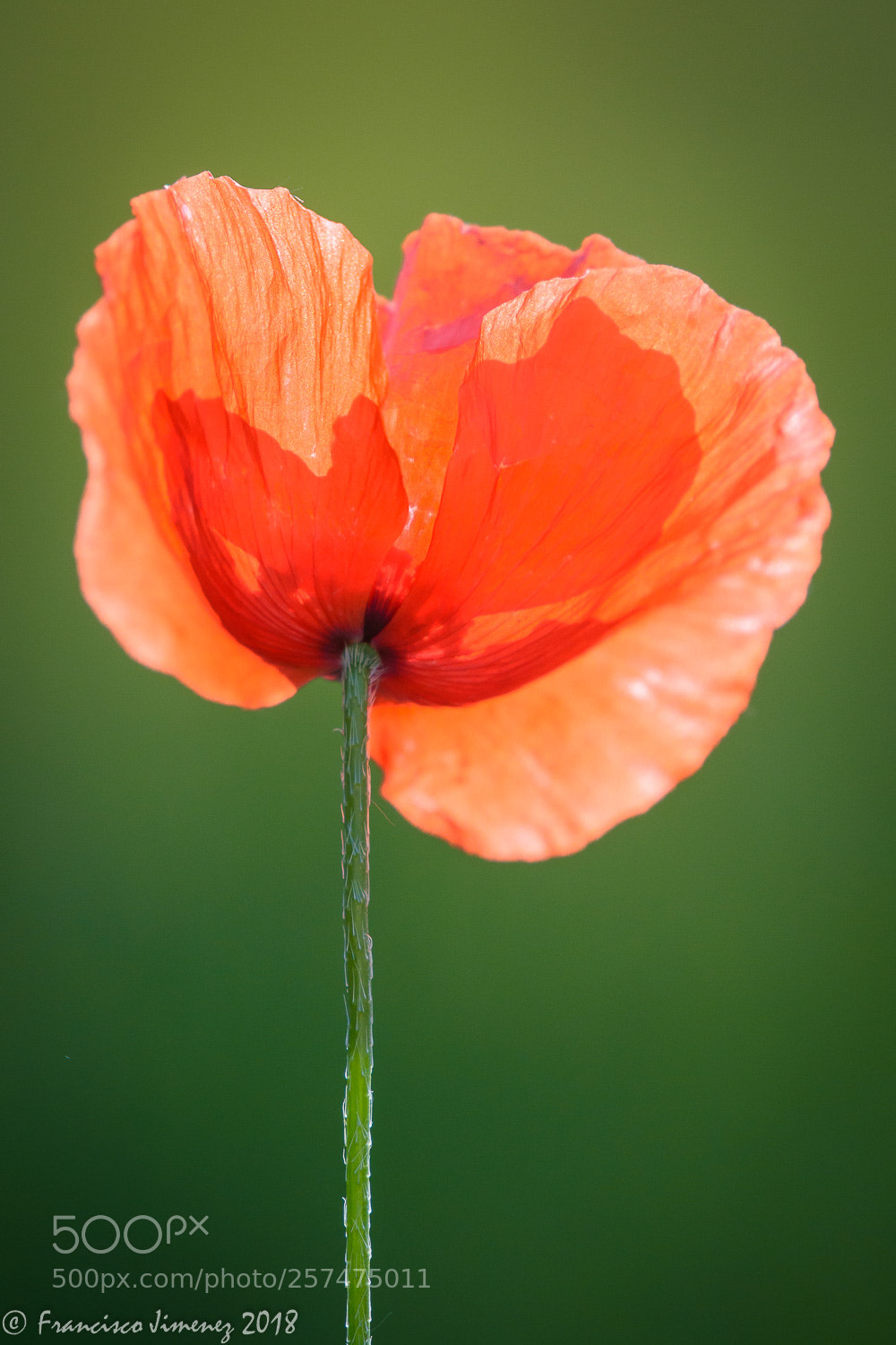 Nikon D7100 sample photo. Coquelicot photography