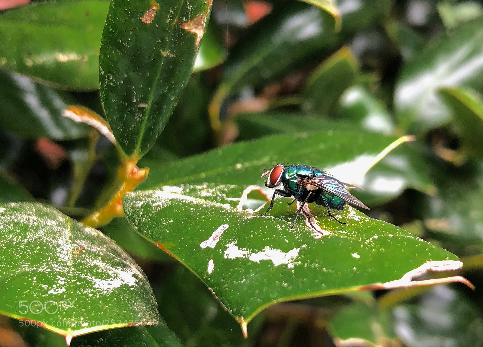 Apple iPhone 8 Plus sample photo. Green bottle fly photography