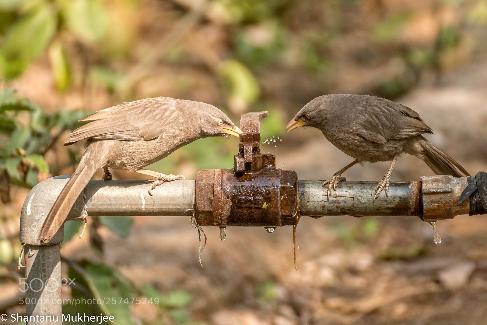 Canon EOS 70D sample photo. Thirst photography