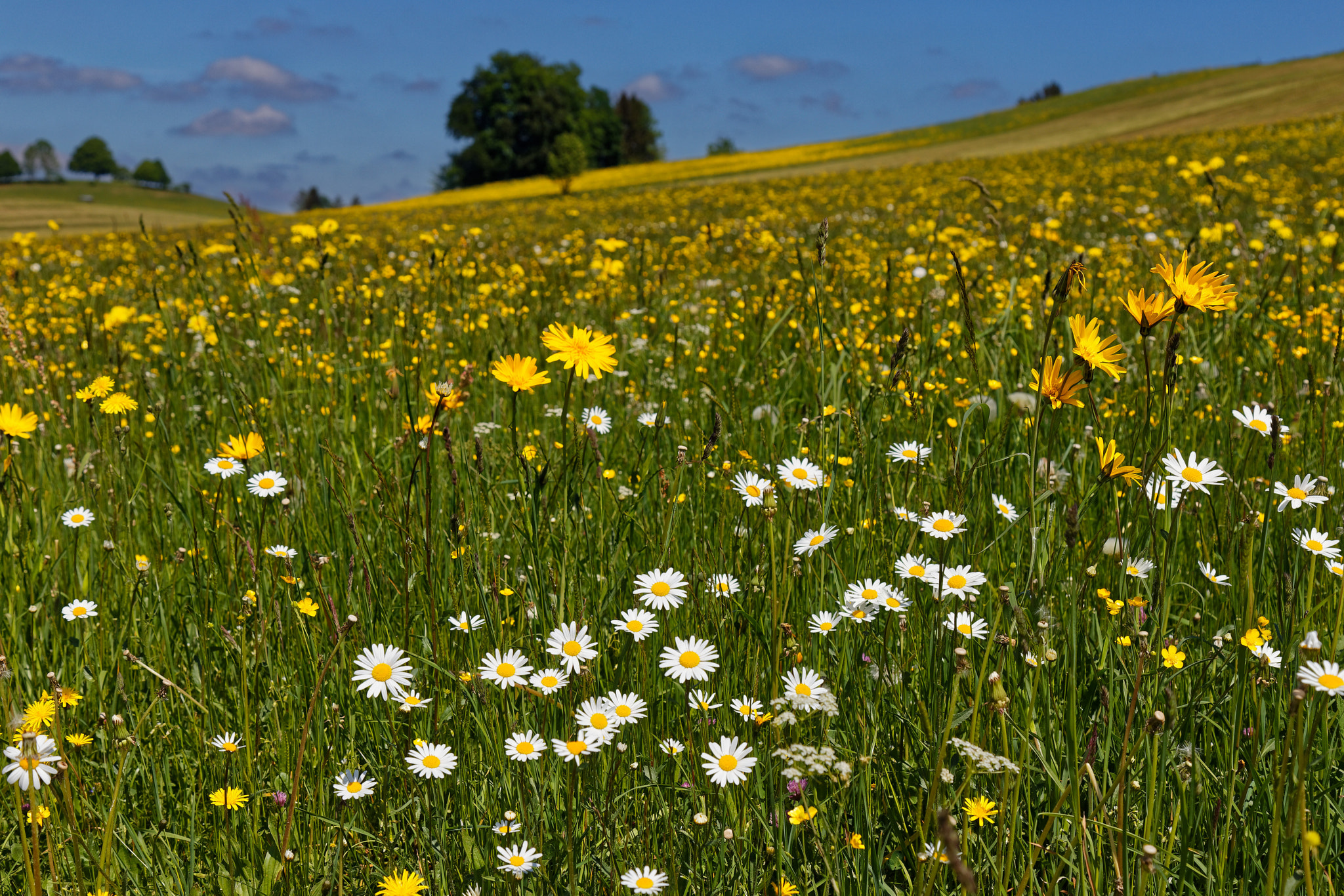 Canon EOS 6D Mark II sample photo. Lush meadows - saftige wiesen photography