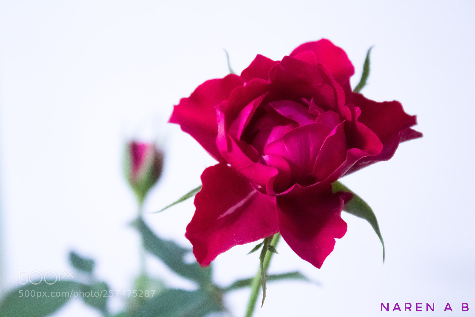 Canon EOS 1300D (EOS Rebel T6 / EOS Kiss X80) sample photo. Red rose photography