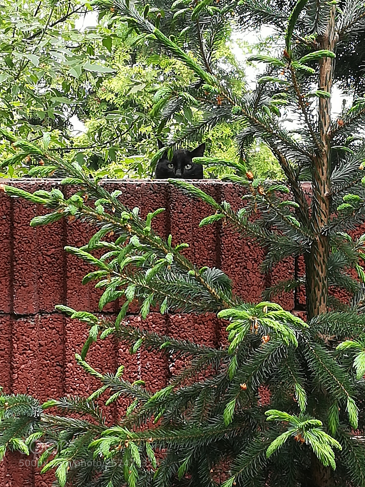 HUAWEI PRA-LX1 sample photo. Cat spy (joke) photography