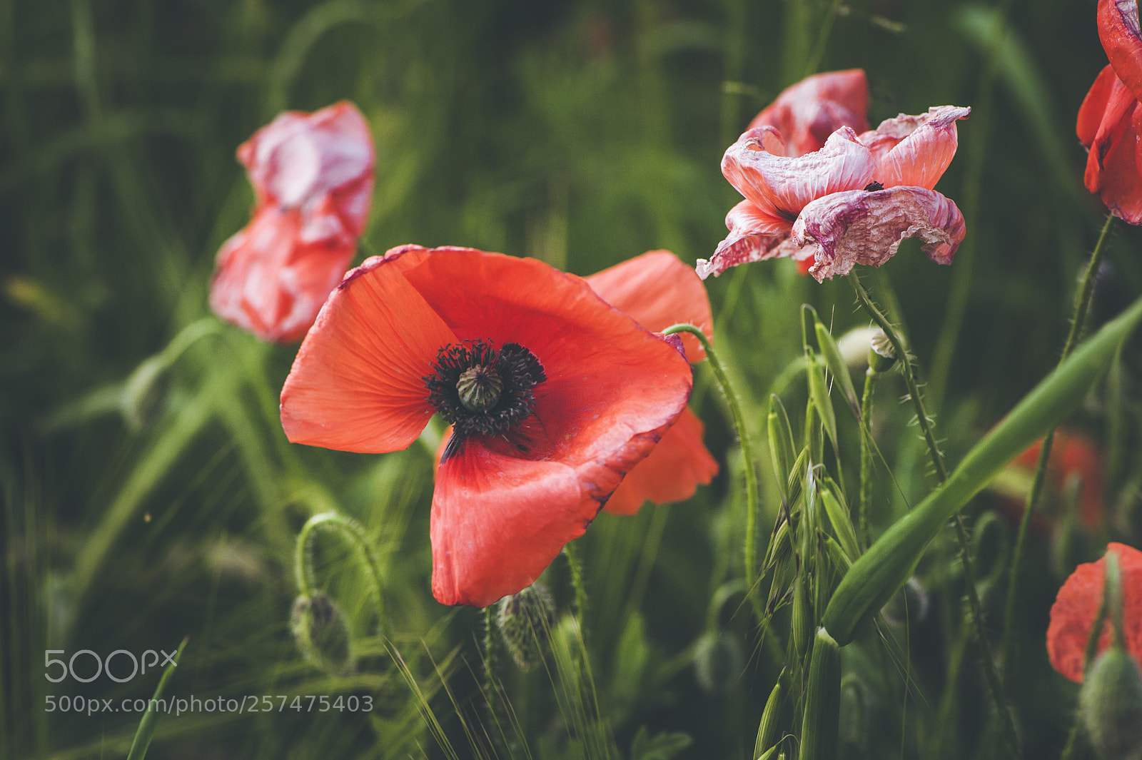 Nikon D700 sample photo. May poppies photography