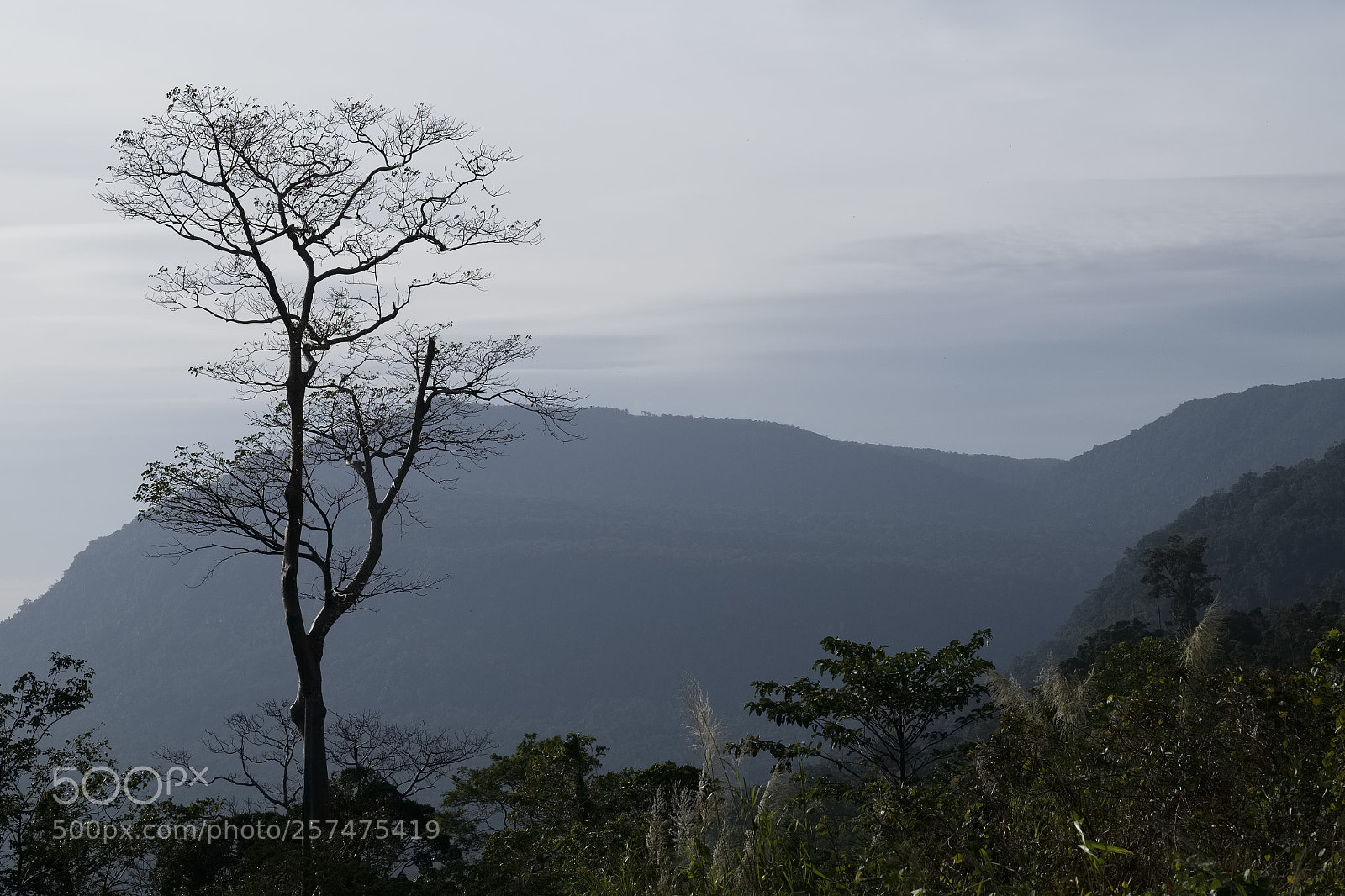 Fujifilm X-T1 sample photo. Bokor national park photography