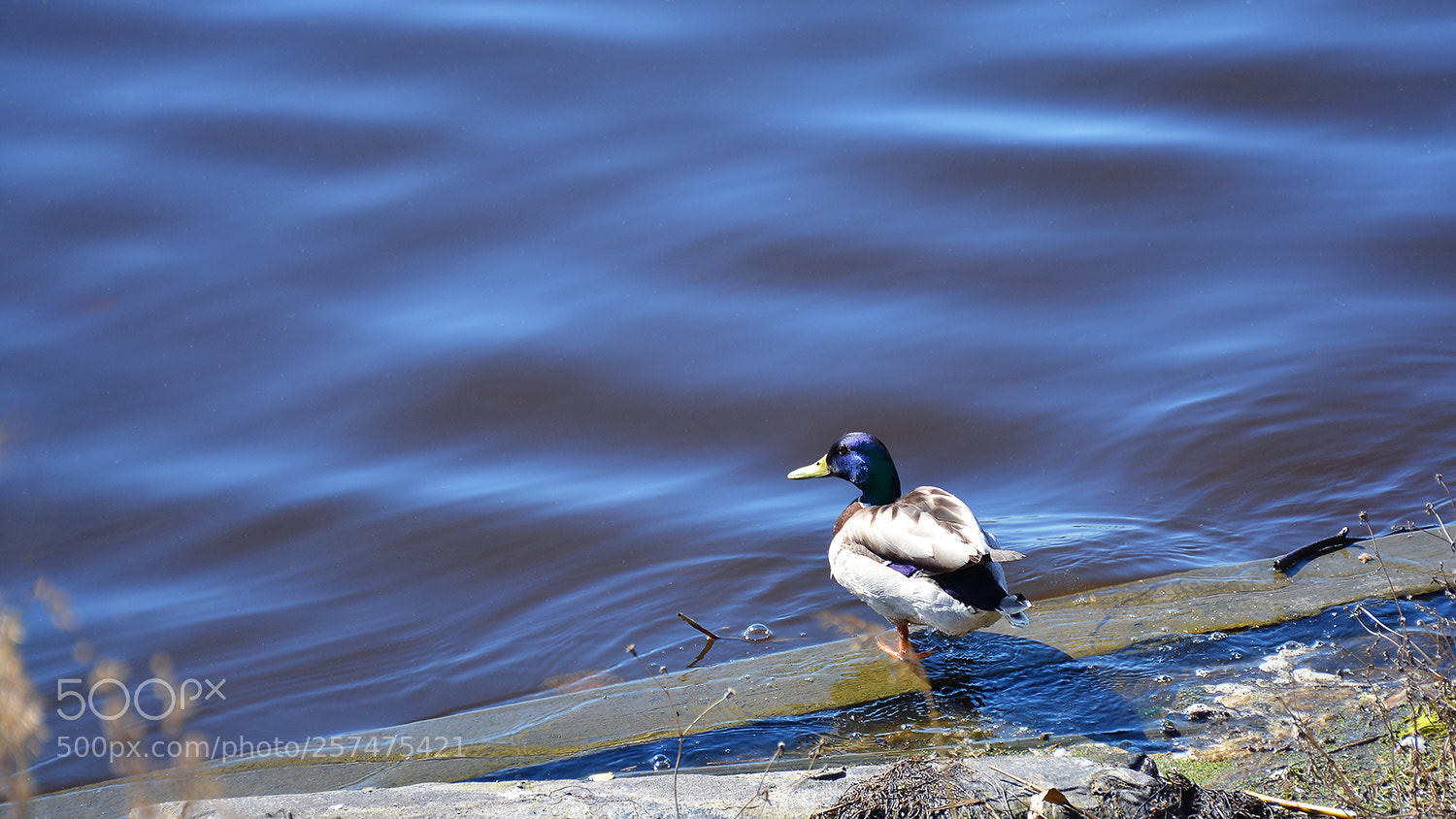 Nikon D5200 sample photo. Duck photography