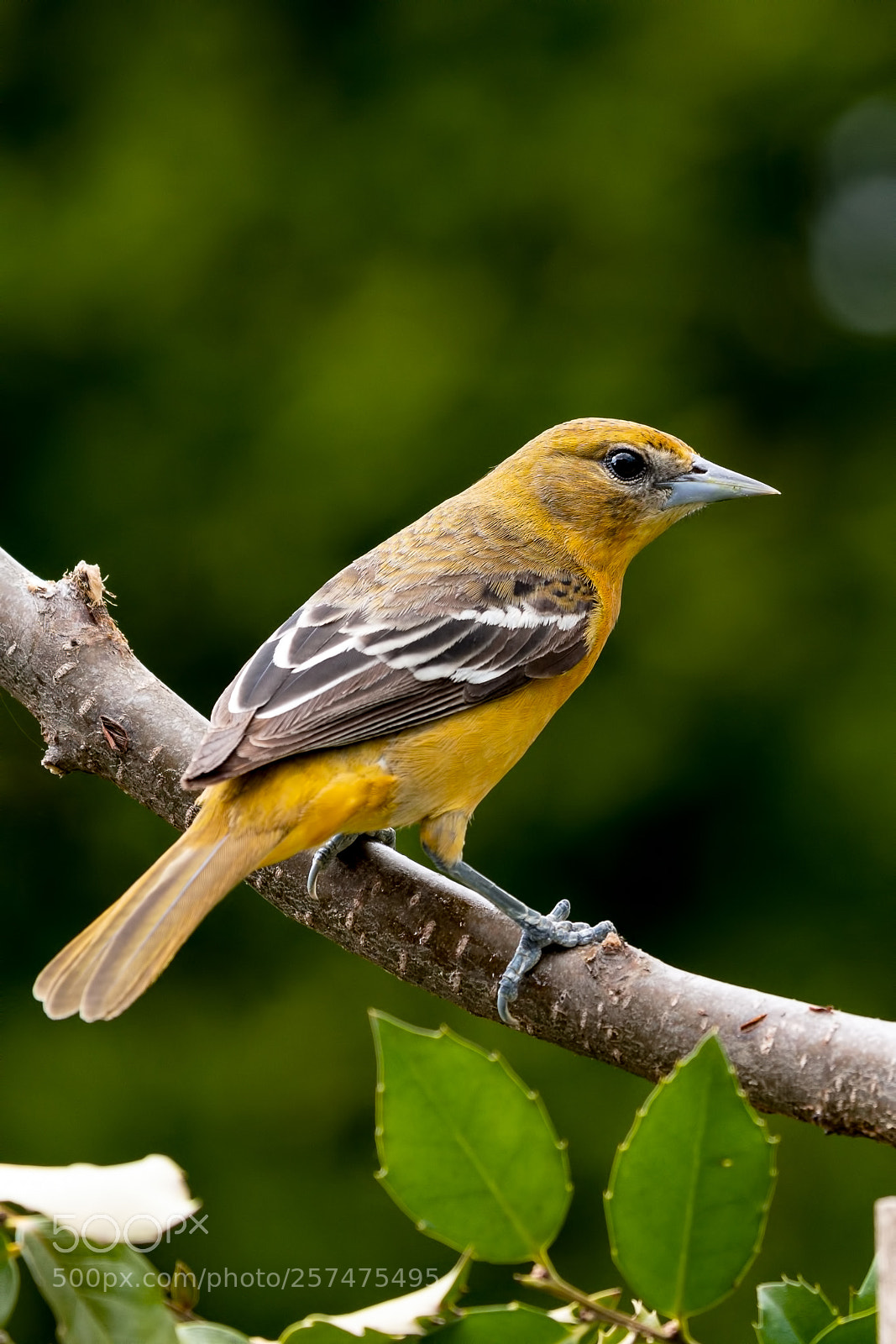 Nikon D500 sample photo. Baltimore oriole photography