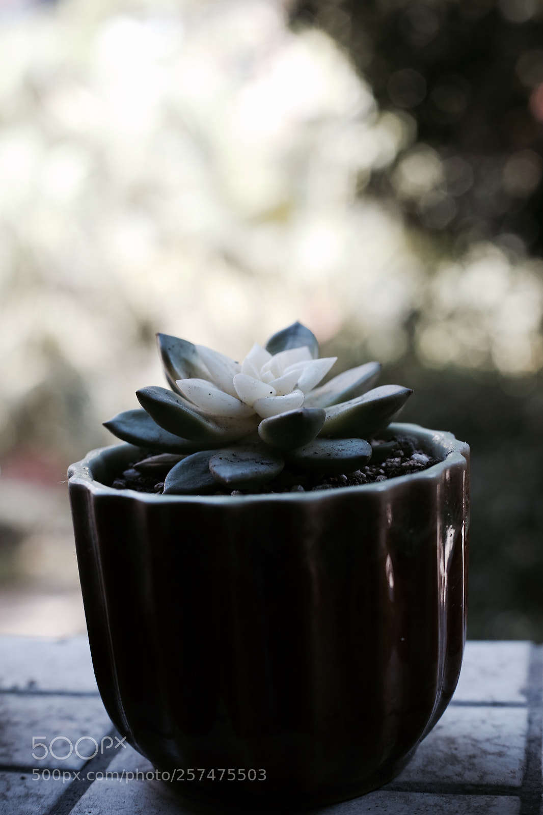 Canon EOS 6D sample photo. Untitled photography