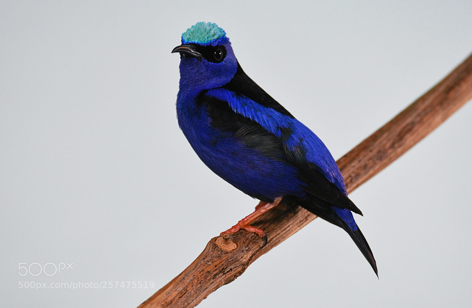 Nikon D500 sample photo. Blue bird photography