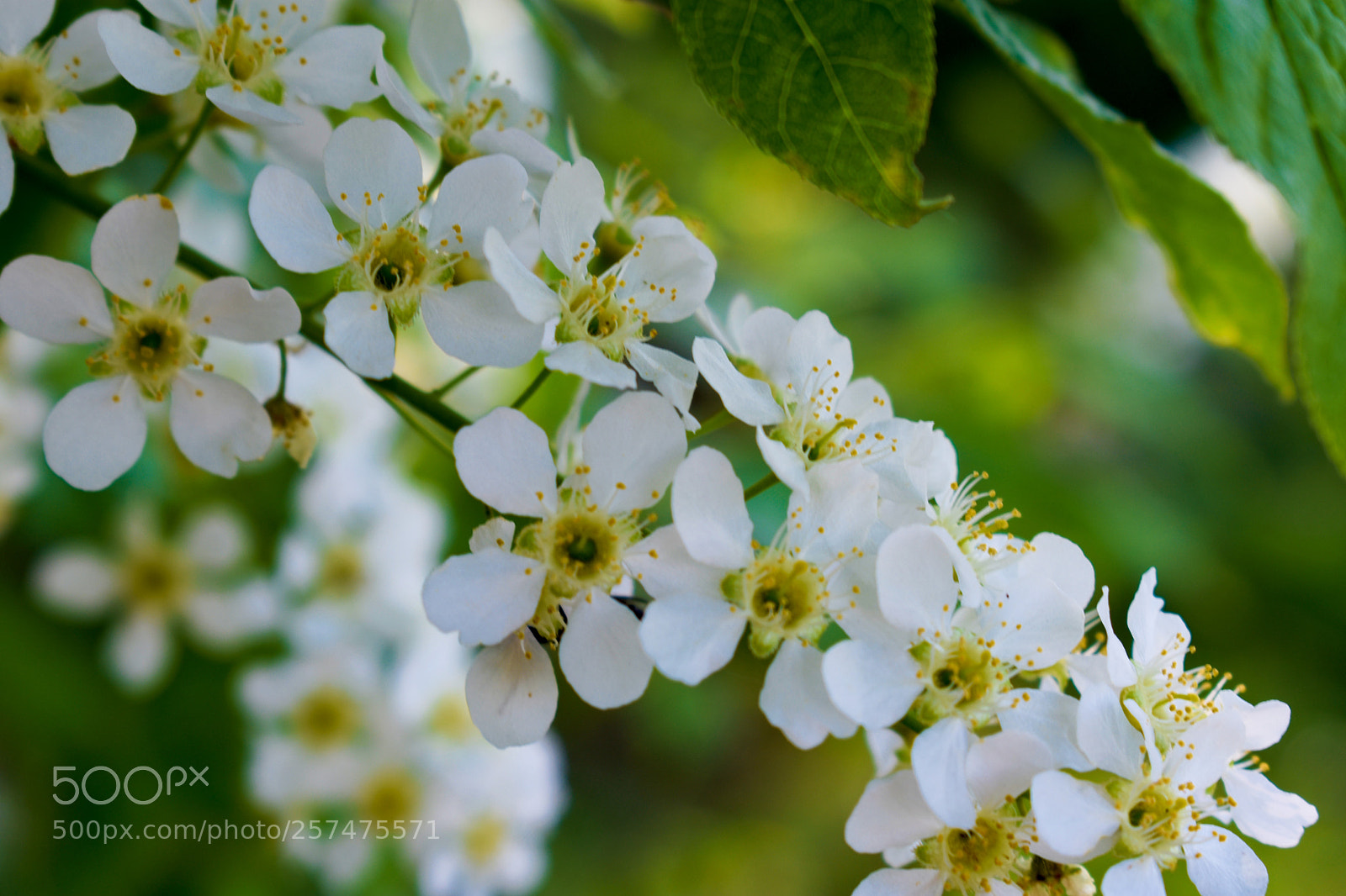 Nikon D3400 sample photo. Веточка нежности photography