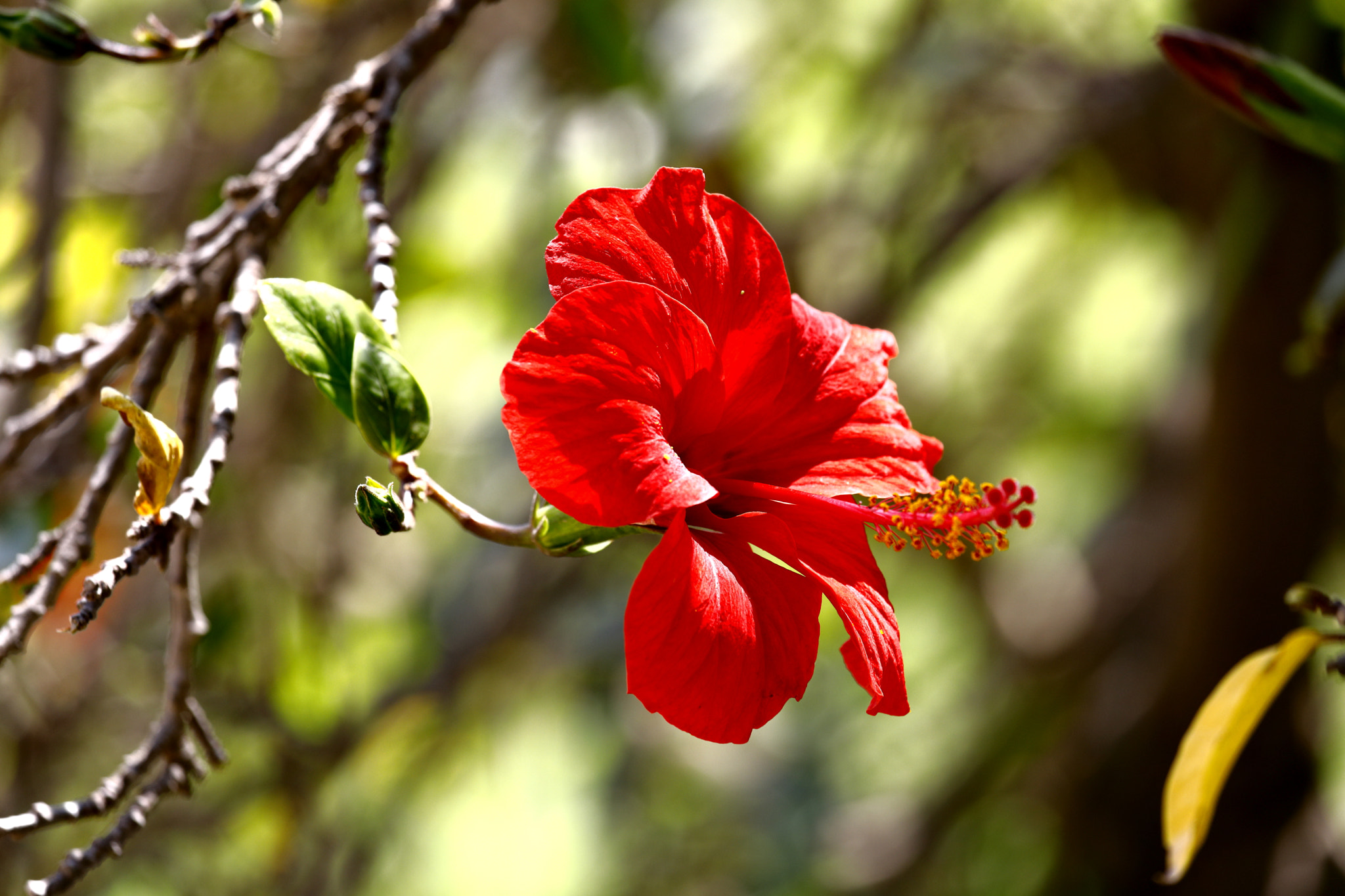 Canon EF 70-200mm F4L IS USM sample photo. Flower photography