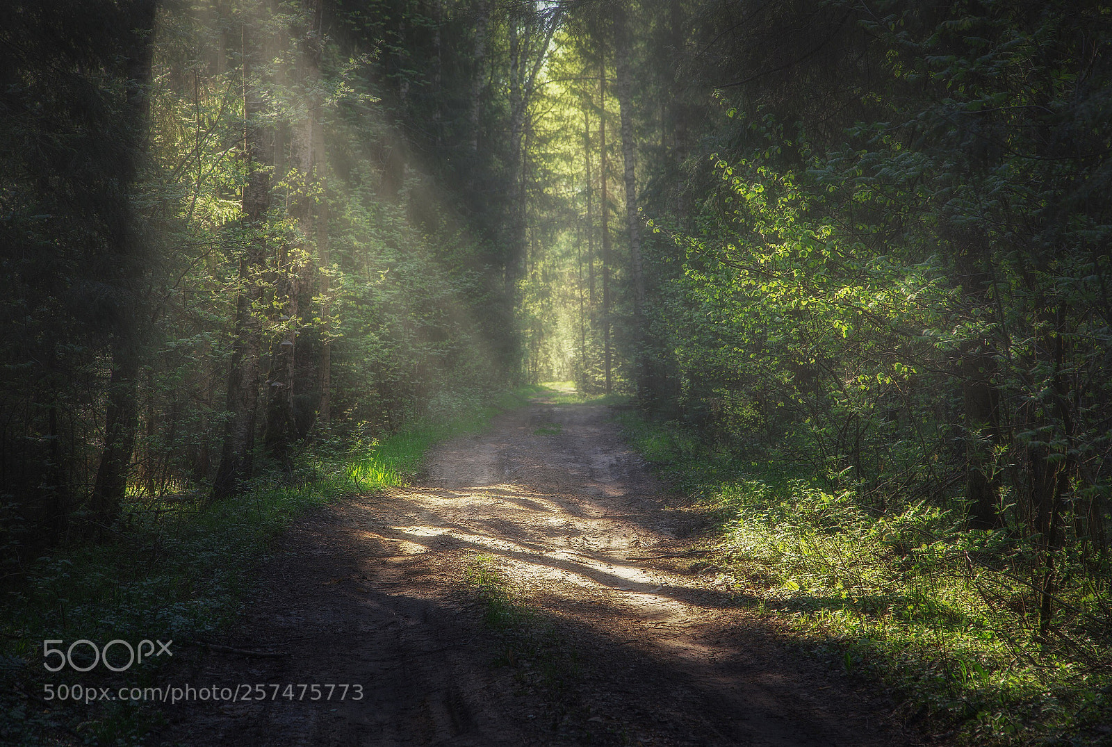 Canon EOS 6D sample photo. Forest road.  photography