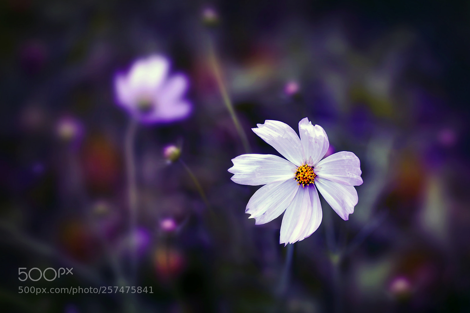 Canon EOS 50D sample photo. A flowers photography