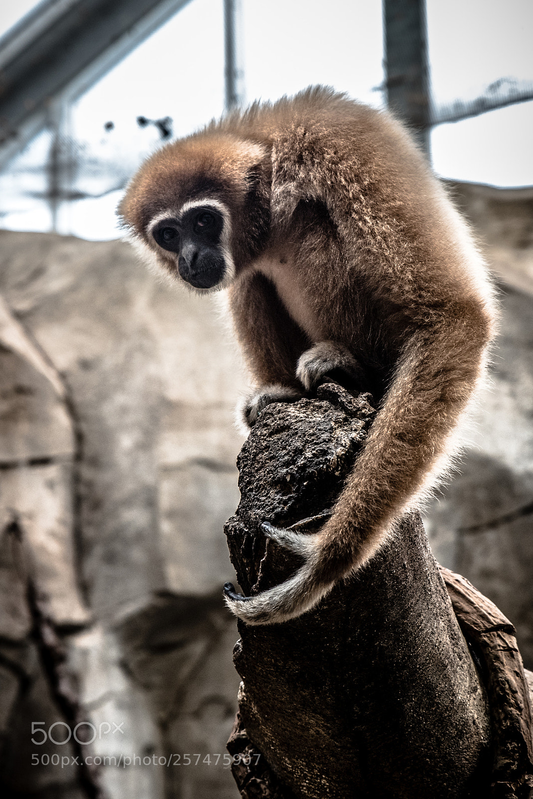 Nikon D750 sample photo. Long armed monkey photography